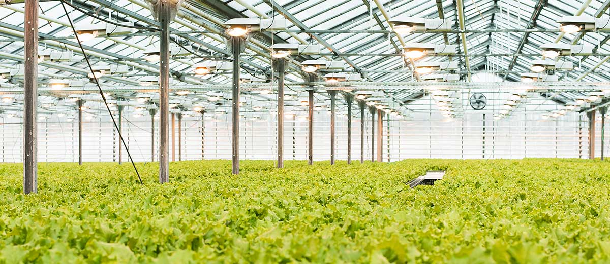 Greenhouse Automation & Monitoring | Accutron Instruments